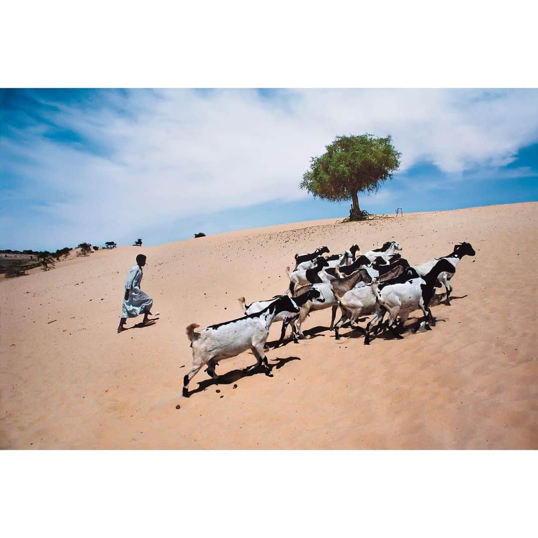 スティーブ・マカリーさんのインスタグラム写真 - (スティーブ・マカリーInstagram)「1st image: Boy leads his goats over a sand dune out to graze. Rig-Rig, #Chad, 1986. 2nd image: A wave of sand laps a shore of grass where dune meets pasture in #Niger, 1986.  #SteveMcCurry #Africa」11月18日 6時16分 - stevemccurryofficial