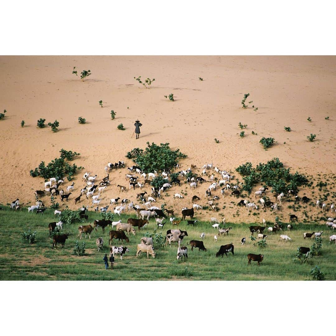 スティーブ・マカリーさんのインスタグラム写真 - (スティーブ・マカリーInstagram)「1st image: Boy leads his goats over a sand dune out to graze. Rig-Rig, #Chad, 1986. 2nd image: A wave of sand laps a shore of grass where dune meets pasture in #Niger, 1986.  #SteveMcCurry #Africa」11月18日 6時16分 - stevemccurryofficial