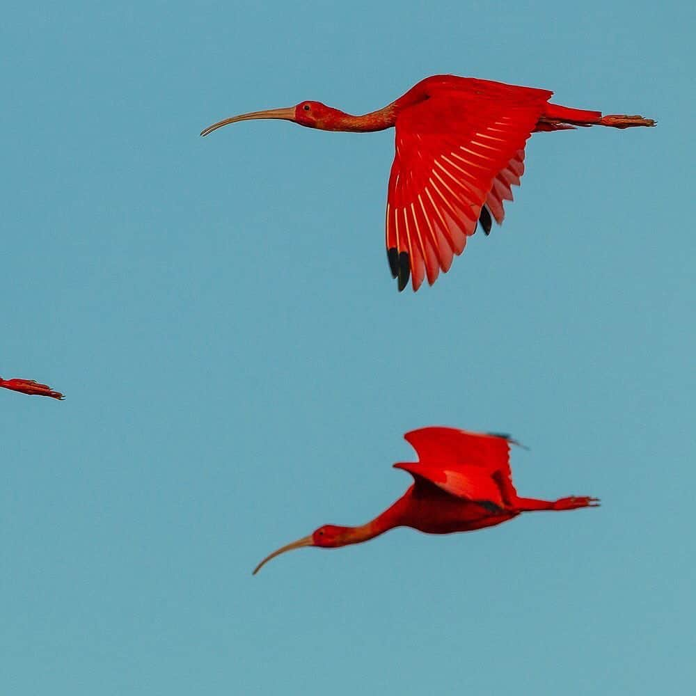 ナショナルジオグラフィックさんのインスタグラム写真 - (ナショナルジオグラフィックInstagram)「Photo by @timlaman / Scarlet Ibises fly past the moon. One thing the pandemic has done is given me time to work with my archive to look for those unpublished gems that I might use in a book or other project.  This is a favorite image from a 2011 shoot in the Orinoco River Delta, Venezuela. Swipe to see the full image.  See more of my treasures from my explorations of nature around the world @TimLaman.」11月18日 6時31分 - natgeo