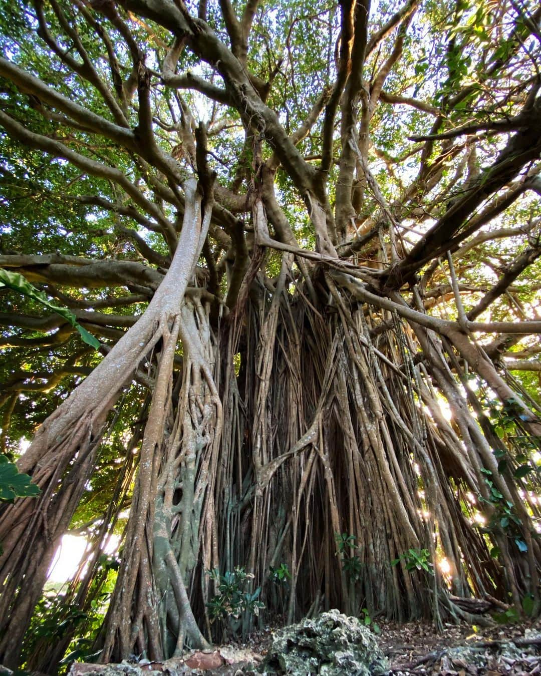 松井美緒さんのインスタグラム写真 - (松井美緒Instagram)「…不思議な力を感じる パワースポット。 . . 一本の木が 何年もかけて大きくなったガジュマルの木。 . . ここの下にくると 守られてる気がしてくる。 . . . #ガジュマル #喜界島」11月18日 6時32分 - mio.matsui