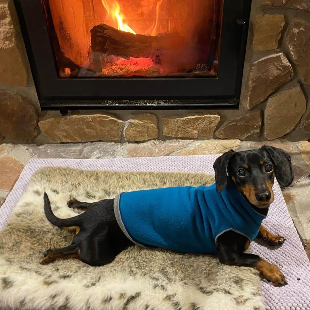Crusoe the Celebrity Dachshundのインスタグラム：「“It’s no beach but it’ll do..” ~ Crusoe」