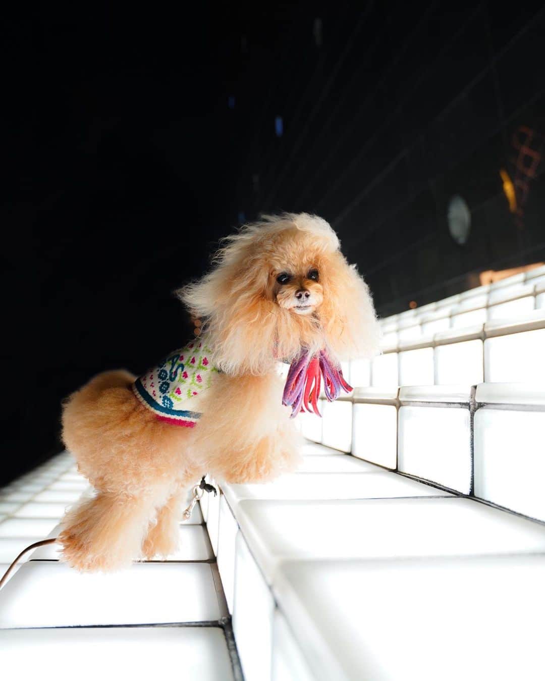 Toypoodle Mikuru?Asakusa Tokyoのインスタグラム：「20201118 Wednesday. Good morning ! Friends 💖 . お顔がホラーだよ。みくるちゃん😱 . #モデルやらされ仏頂面 #よるんぽ #sigma2470mmf28art」