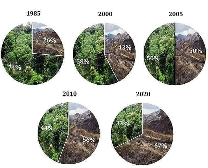 OFI Australiaさんのインスタグラム写真 - (OFI AustraliaInstagram)「#Deforestation of the rainforests of Borneo, being critical orangutan habitat, continues at an alarming rate. #saynotopalmoil  ______________________________ 🦧 OFIA Founder: Kobe Steele kobe@ofiaustralia.com  OFIA Patron: Dr Birute Galdikas @drbirute @orangutanfoundationintl @orangutan.canada www.orangutanfoundation.org.au 🦧 🧡 🦧」11月18日 7時03分 - ofi_australia