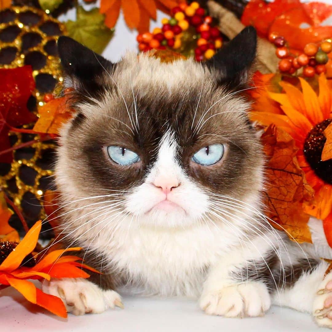 Grumpy Catさんのインスタグラム写真 - (Grumpy CatInstagram)11月18日 7時40分 - realgrumpycat