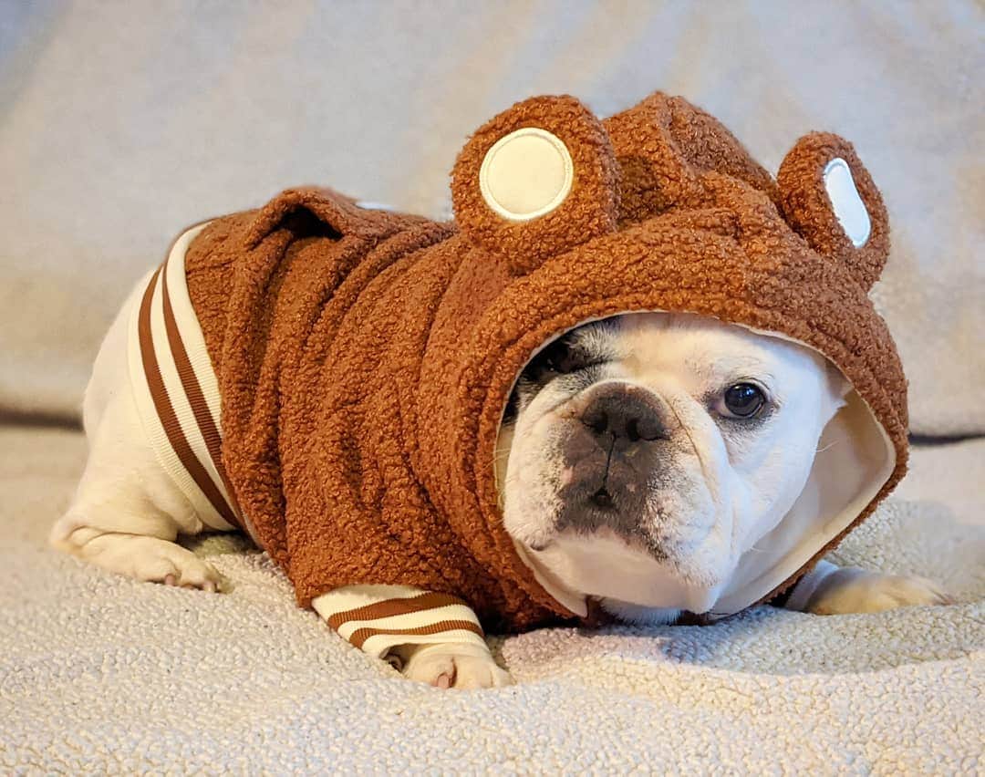 Manny The Frenchieのインスタグラム：「Just when you thought I couldn't get any cuter, I got a teddy bear hoodie.😉🐻🧸 . . Did you get yours from @frenchie_bulldog ?! I heard they sold out in 24 hours! 😳」