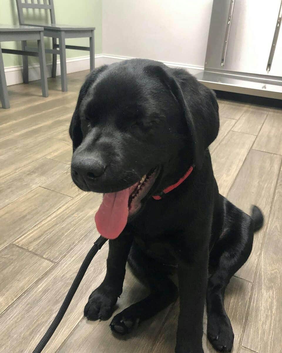 World of Labradors!さんのインスタグラム写真 - (World of Labradors!Instagram)「No more wearing diapers for Tiller! Thanks to the help of @waggleforpets and generous donors this beautiful lab puppy had her bladder surgery. So far it seems like it was a success. She goes for another ultrasound in two weeks for a recheck and we have our paws crossed. @Luckylabrescue is so grateful, they could not have pulled this off without you! We hope once she gets the green light Tiller will finally be up for adoption!」11月18日 7時44分 - worldoflabs