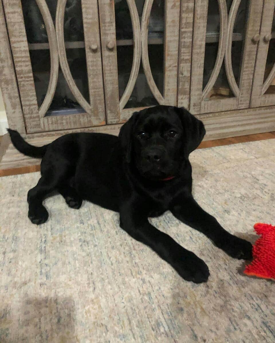 World of Labradors!さんのインスタグラム写真 - (World of Labradors!Instagram)「No more wearing diapers for Tiller! Thanks to the help of @waggleforpets and generous donors this beautiful lab puppy had her bladder surgery. So far it seems like it was a success. She goes for another ultrasound in two weeks for a recheck and we have our paws crossed. @Luckylabrescue is so grateful, they could not have pulled this off without you! We hope once she gets the green light Tiller will finally be up for adoption!」11月18日 7時44分 - worldoflabs