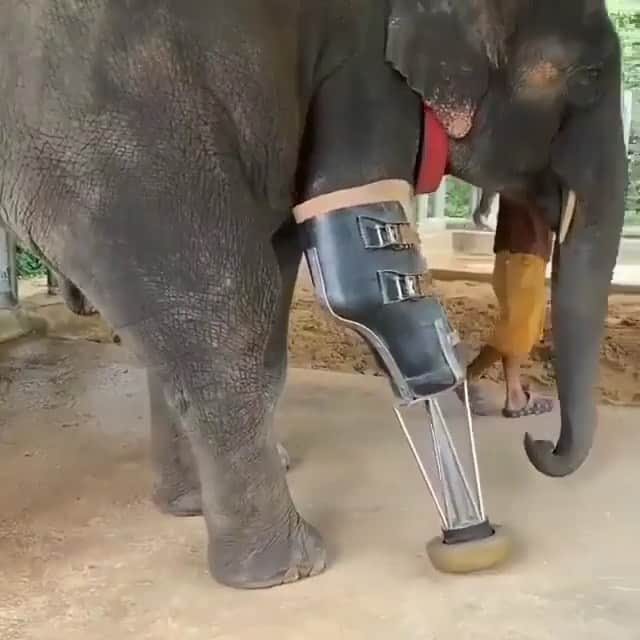 WildLifeのインスタグラム：「Via @lilliphant A day in the life of amputee Mosha at the world’s first hospital for elephants, the Friends of the Asian Elephant Foundation in Thailand.⁣⁠ ⁣-⁠ Mosha was only 7 months old when she arrived at the FAE and had lost her front leg to a landmine on Thailand’s border with Myanmar. She was attempting to compensate without the use of her limb by raising her trunk and leaning on other structures for support, but it was obvious that this would become increasingly difficult as she grew.⁣⁠ ⁣-⁠ Asian elephants can live well beyond 40 years in the wild, and Mosha was just at the start of her young life. Additionally, while euthanasia for such an injury may be considered as an option in many places around the world, in Thailand where a large percentage of the population follows Buddhism, it is not so readily discussed or practiced.⁠ ⁣-⁠ So, with assistance from orthopedic surgeon Doctor Jivacate, the team at the FAE decided to design and build a prosthetic leg to support Mosha throughout her life, with the first version of this leg weighing 15 kilograms and being made from a combination of plastic, sawdust, and metal.⁣⁠ -⁠ Since that time, Mosha has received no fewer than ten prosthetic legs, the design adjusted and improved each time to support her needs as she grows. Today the prosthesis has evolved into a more sophisticated version of the first – as you can see here! – and is now constructed from an individual mold using thermoplastic, steel, and elastomer.⁣⁠ ⁠ ⁠ ⁠ 🐘 Tag your friends in the comments to make their weekend awesome. 😃⁠」