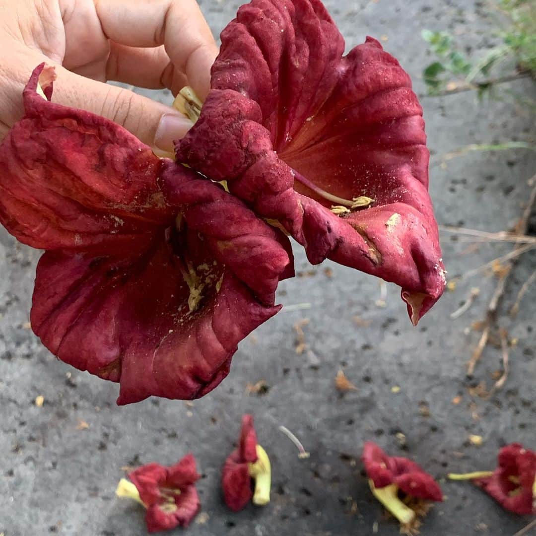 飯島寛子さんのインスタグラム写真 - (飯島寛子Instagram)「ソーセージツリーの花 はじめてみました。 ホリデーシーズンにぬっている 私のマニュキュアの色と同じ(友達が花を持っています)  #ソーセージの木　#赤い花　#ハワイ #ワイキキ散歩」11月18日 13時22分 - hirokoiijima