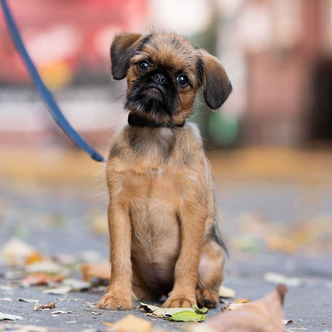 The Dogistさんのインスタグラム写真 - (The DogistInstagram)「Luna, Brussels Griffon (10 w/o), Minetta Street, New York, NY • “We just got her on Sunday. This is her first day in the city – her second walk. Her mom is at work so I have her on Facebook Live. She’s jealous. This is my girlfriend’s first non-fish type of pet. She’s like, ‘I just want to quit my job and stay home’. I took the week off.” @asgoodasitgriffs」11月18日 8時04分 - thedogist