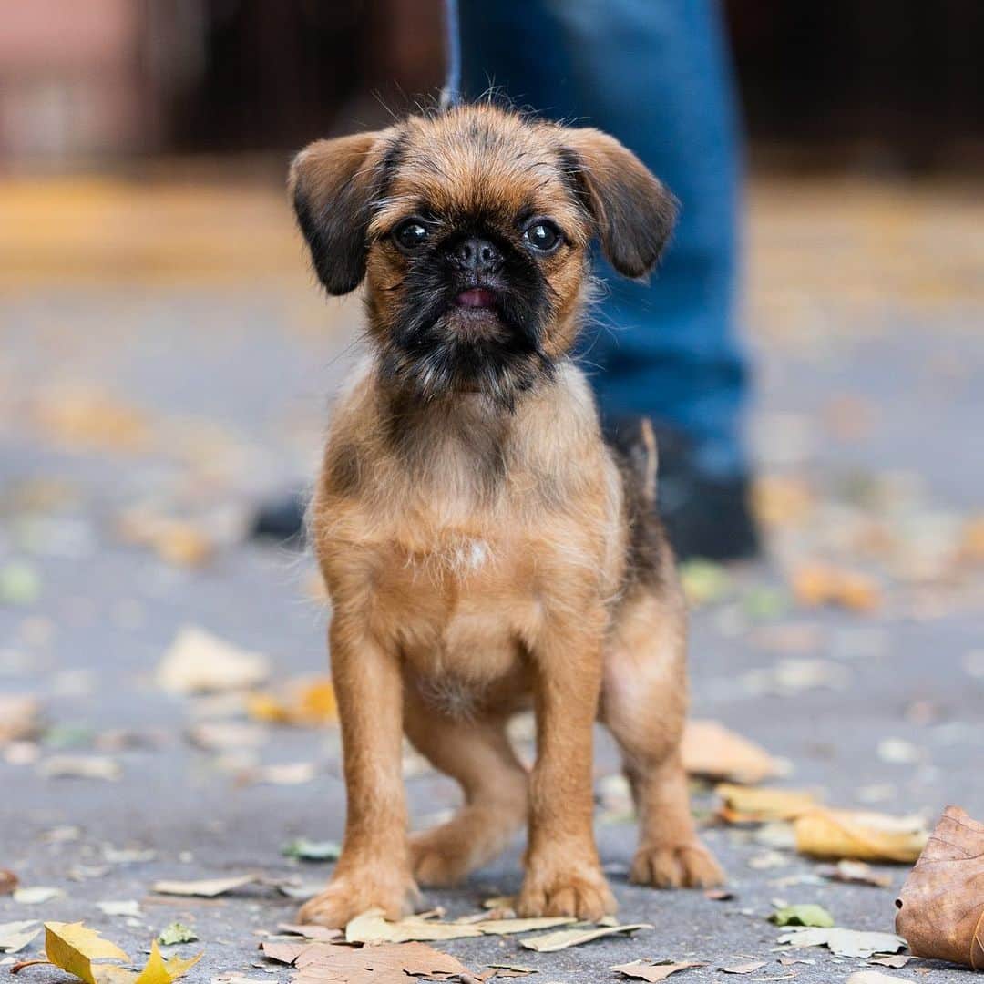 The Dogistさんのインスタグラム写真 - (The DogistInstagram)「Luna, Brussels Griffon (10 w/o), Minetta Street, New York, NY • “We just got her on Sunday. This is her first day in the city – her second walk. Her mom is at work so I have her on Facebook Live. She’s jealous. This is my girlfriend’s first non-fish type of pet. She’s like, ‘I just want to quit my job and stay home’. I took the week off.” @asgoodasitgriffs」11月18日 8時04分 - thedogist