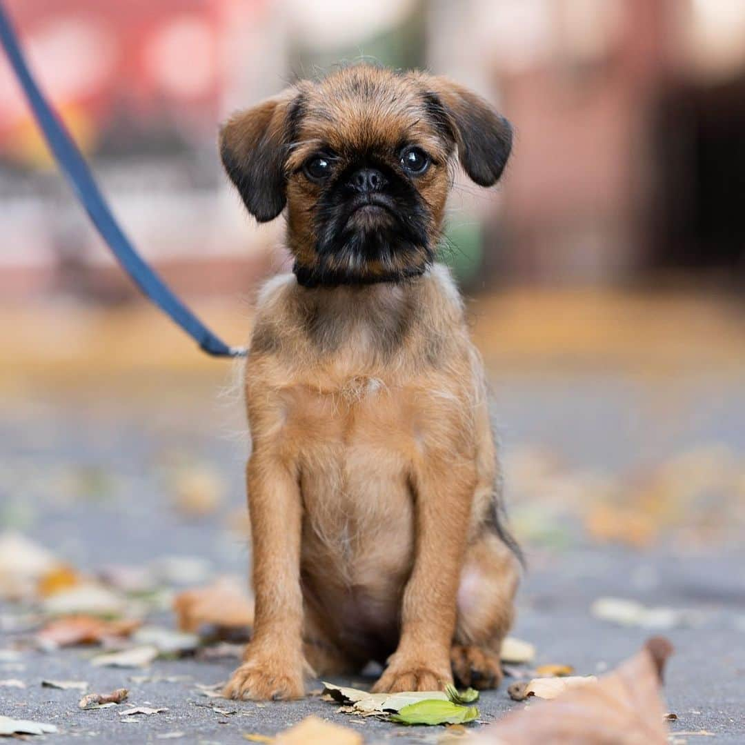 The Dogistさんのインスタグラム写真 - (The DogistInstagram)「Luna, Brussels Griffon (10 w/o), Minetta Street, New York, NY • “We just got her on Sunday. This is her first day in the city – her second walk. Her mom is at work so I have her on Facebook Live. She’s jealous. This is my girlfriend’s first non-fish type of pet. She’s like, ‘I just want to quit my job and stay home’. I took the week off.” @asgoodasitgriffs」11月18日 8時04分 - thedogist