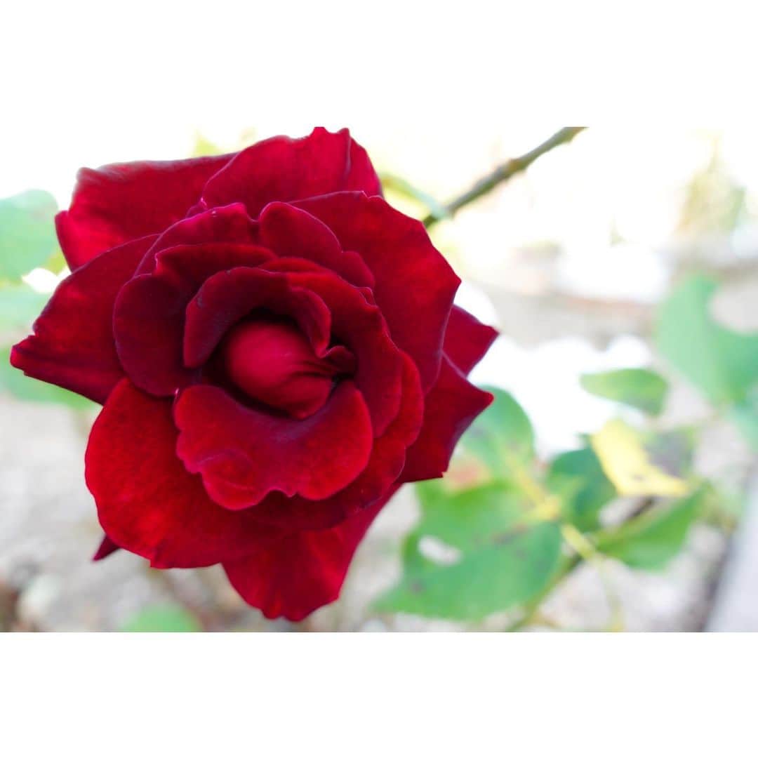 のインスタグラム：「， 実家のバラは初夏と秋の2回 見頃を迎えます🌹 久しぶりに実家に帰省して 薔薇を愛でてきました💐 ， バラには、正しい時期に剪定をすることで、 春以外にも咲く「四季咲き」タイプがあります。 春のバラは華やかで印象的ですが、 秋のバラは優雅で上品な感じがします✨ ， #花 #薔薇 #バラ #バラのある暮らし  #実家 #庭 #ガーデニング」