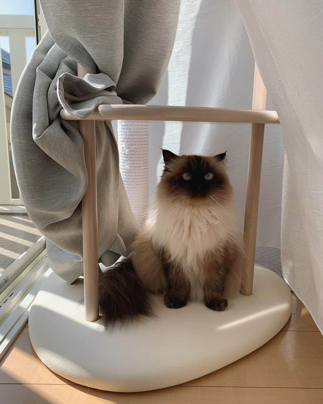 plumeさんのインスタグラム写真 - (plumeInstagram)「最近ぽかぽか陽気🌞暖かいね🥰💭  . . . . #プリュムのいる生活 #猫のいる暮らし  #ヒマラヤン  #赤ちゃんと猫  #もふもふ#ヒマラニャンズ  #猫  #ねこ  #ペコねこ部#きゅん#可愛い#大好き#cute#kawaii#kitten#instalove #beautiful#beautifulcat#fluffy#catmodel#癒し#🐈 #고양이  #ilovecats  #himalayancat  #catsofinstagram#catloversclub#bestmeow#bestcats_oftheworld#weeklyfluff」11月18日 8時08分 - plumestagram