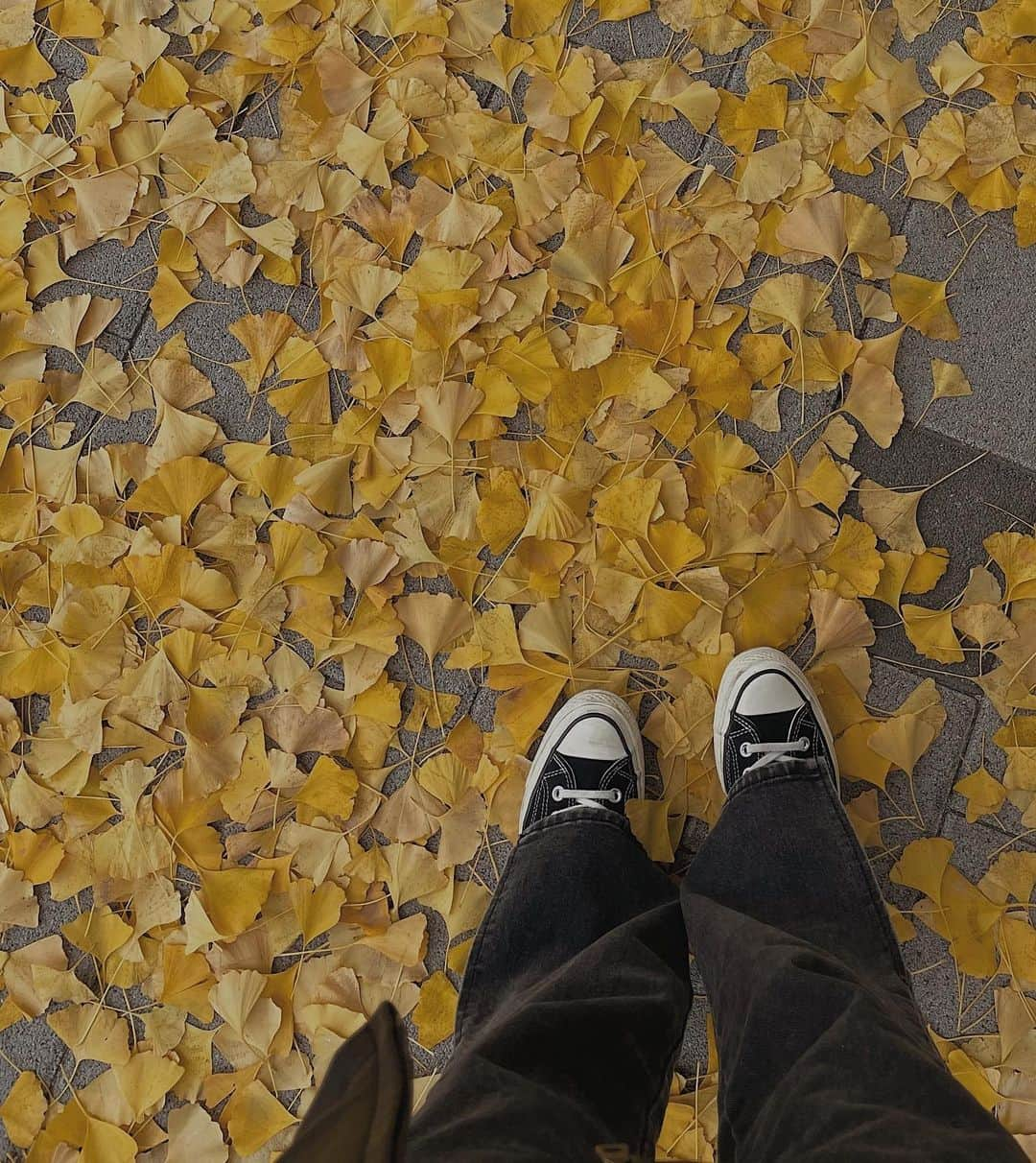 アシュリさんのインスタグラム写真 - (アシュリInstagram)「🍂🍂🍂」11月18日 8時10分 - ashleybchoi