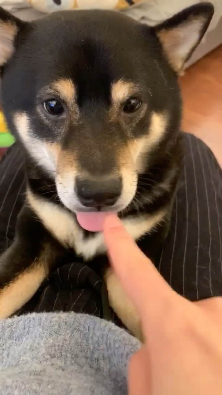 ?Fricko the Shiba Inu?のインスタグラム：「Boop!🐽   🐾 #Keaton #🐶 #shiba #shibainu #dog #柴犬 #黒柴 #子犬 shibaholics #dogoftheday #dogslife #weeklyfluff  #dogstagram  #dogscorner #shibapuppy #puppiesofinstagram #shibadog #shibalove #shibagram」