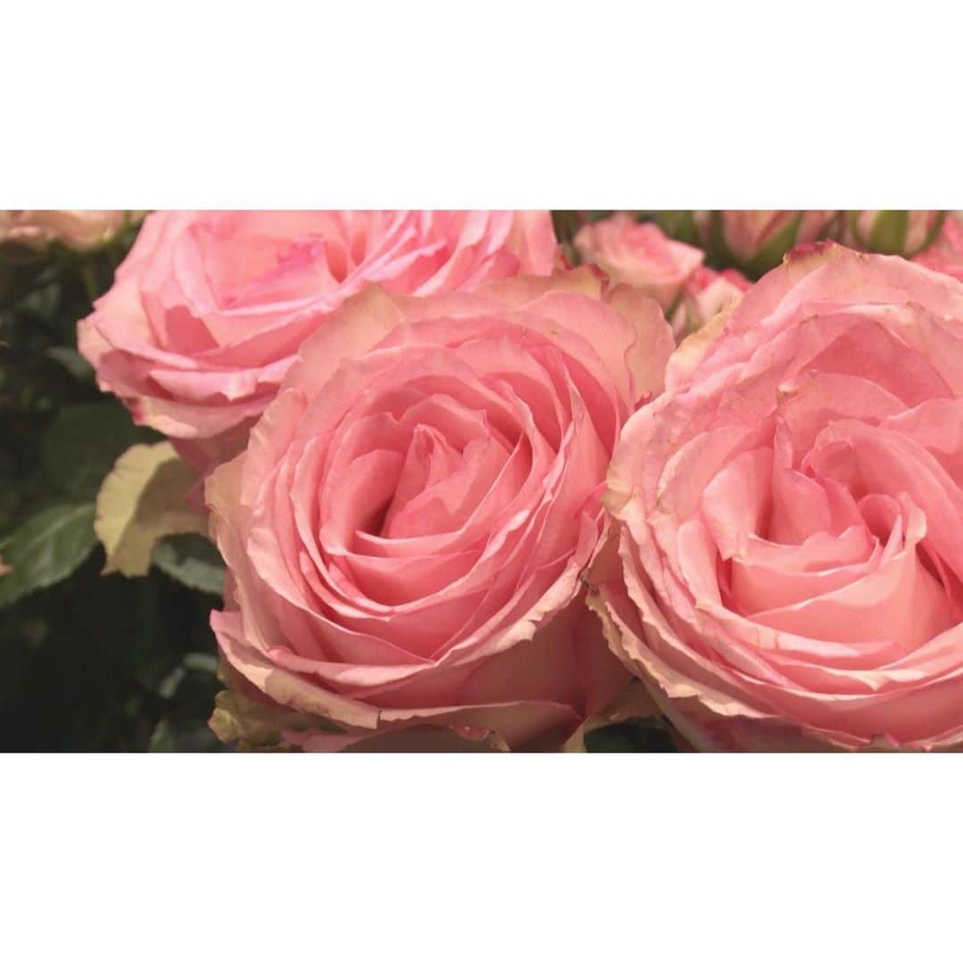 北海道放送「今日ドキッ!」さんのインスタグラム写真 - (北海道放送「今日ドキッ!」Instagram)「オシャレなお花屋さんを発見！ 小学2年生の女の子が、ママに贈る“感謝の花束”💐 きょうの　#おまかせ子守さん は いつもと時間が変わって、午後4時すぎから♪  こんな状況だからこそ 近くにいる人に感謝の気持ちを♪    #jazflowershop #ジャズフラワーショップ #松田英子　さん #一緒に選んでくれて #ありがとうございます #花言葉は感謝 #NORD #舟木健 #瀧原光 #子育て応援 #北海道ママ  #hbc  #今日ドキッ」11月18日 9時06分 - hbc_kyodoki