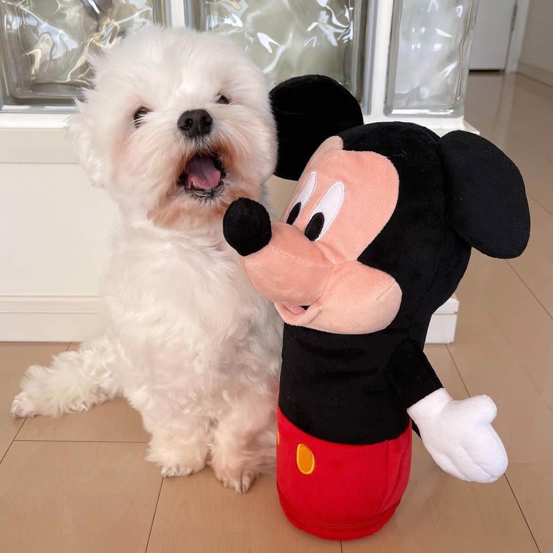 セロリのインスタグラム：「【今日はミッキー&ミニーの誕生日】 ミッキー＆ミニー、Happy birthday。 今年のいくらの「湯たんぽ」はミッキーです。 ミッキーが僕の心だけでなく、いくらも温めてくれます。 ミッキー＆ミニーへ。 あなた達に出会ってから、僕は変わりました。 いつも「感動」をありがとう。 ずっと会えてないけど、気持ちは変わらないよ。 ミッキー、ミニー、お誕生日おめでとう。 #maltese #マルチーズ #アレルギー #湯たんぽ #disney #ディズニー #HappyBirthdayMickey #ハッピーバースデーミッキー #ハッピーバースデーミニー」