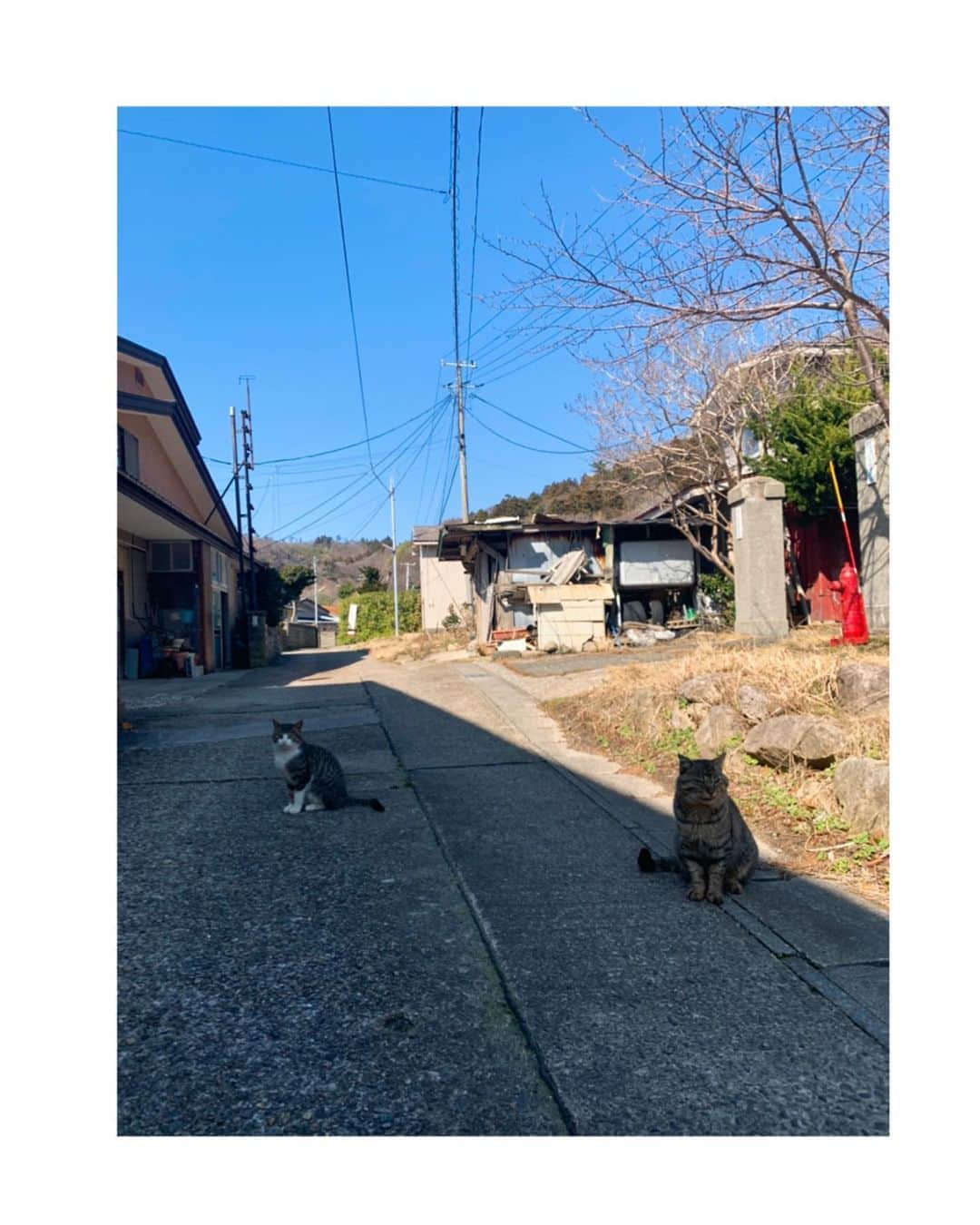 吉岡里帆さんのインスタグラム写真 - (吉岡里帆Instagram)「恋人を紹介してくれて、道案内もしてくれた秋田の猫。  映画公開まであと2日。  @nakukohainega  #映画　#泣く子はいねぇが」11月18日 9時11分 - riho_yoshioka