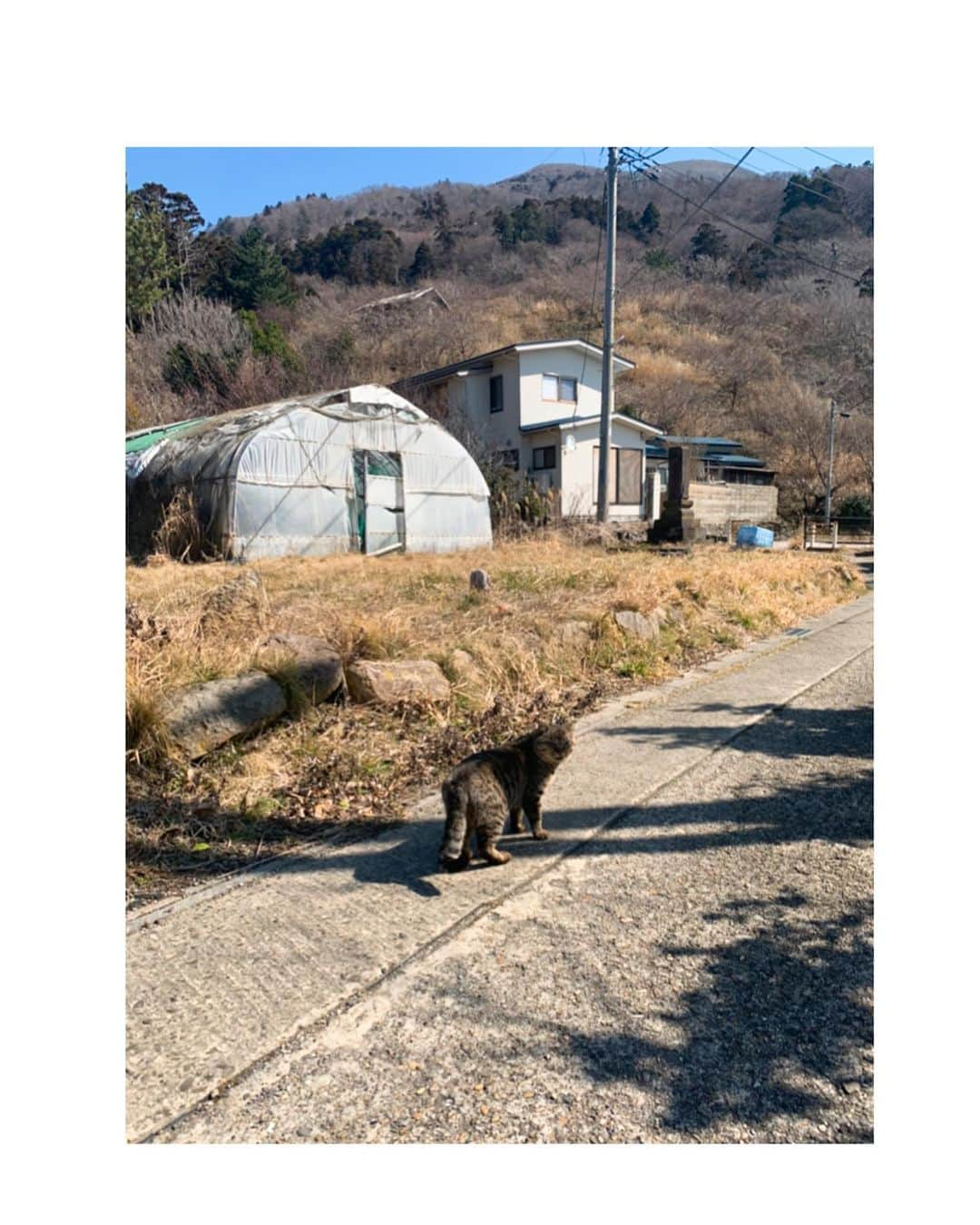 吉岡里帆さんのインスタグラム写真 - (吉岡里帆Instagram)「恋人を紹介してくれて、道案内もしてくれた秋田の猫。  映画公開まであと2日。  @nakukohainega  #映画　#泣く子はいねぇが」11月18日 9時11分 - riho_yoshioka