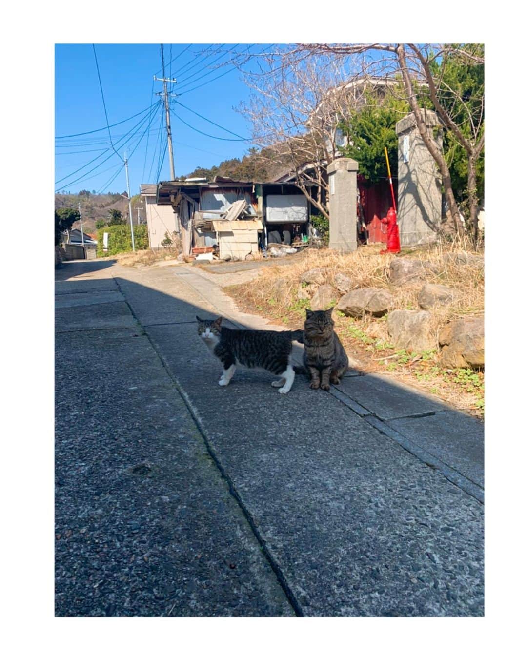 吉岡里帆さんのインスタグラム写真 - (吉岡里帆Instagram)「恋人を紹介してくれて、道案内もしてくれた秋田の猫。  映画公開まであと2日。  @nakukohainega  #映画　#泣く子はいねぇが」11月18日 9時11分 - riho_yoshioka