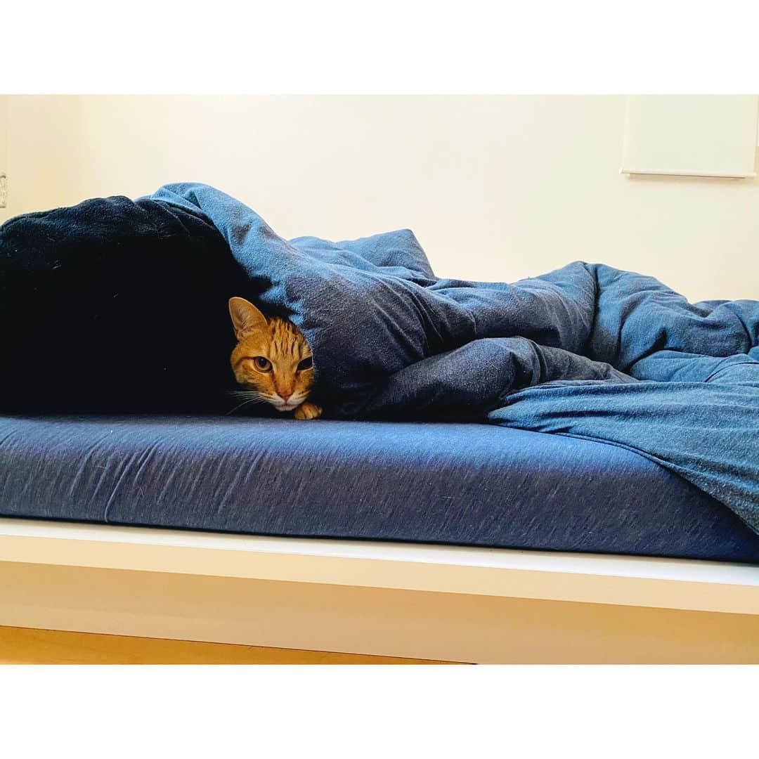 のインスタグラム：「我が家に来て1年2ヶ月。  野良猫時代に保護(捕獲)された経験からか、何かをかぶせるとか潜り込むってことがまったく出来なかったおとが。たまーにベッドの上にいるところを見られたら秒速で逃げ出していたおとが。  初めてお布団の中にいるのを見つけました。そして私がいても逃げません。うれしい。。  #oto_no_koto」