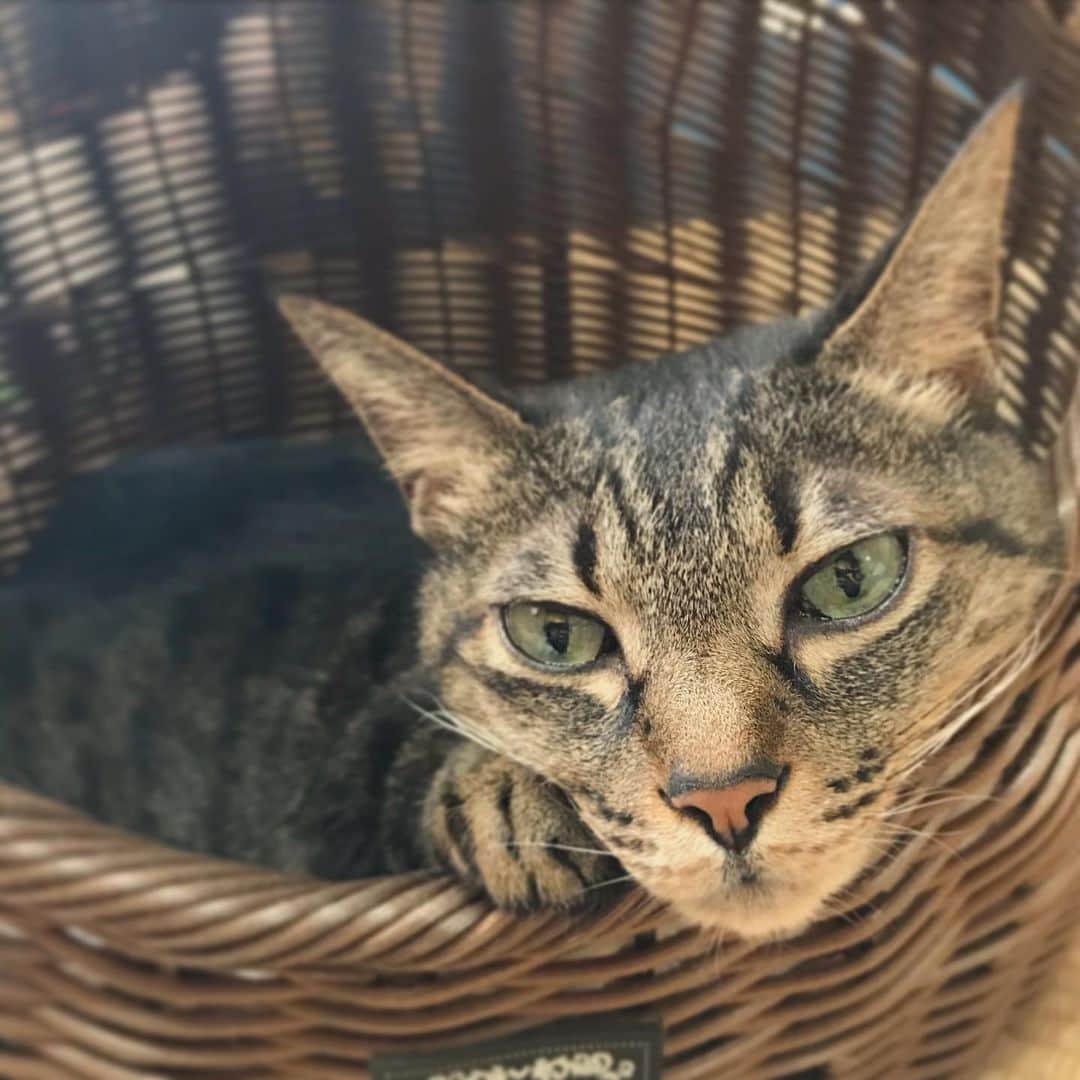小嶋晶子のインスタグラム：「I don't feel like doing anything today ☀️🐈🐾 #cat #cats #browntabby #catsofinstagram #catstagram #neko #nekostagram #ねこ #ねこ部 #ねこすたぐらむ #きじとら #きじとらねこ #きじとら女子 #きじとら部 #ネコ #ネコ部  #キジトラ #キジトラネコ #キジトラ部 #かぎしっぽ #かぎしっぽ猫部 #カギしっぽ #カギしっぽ猫 #お腹ハゲてる #足の裏もハゲてる」