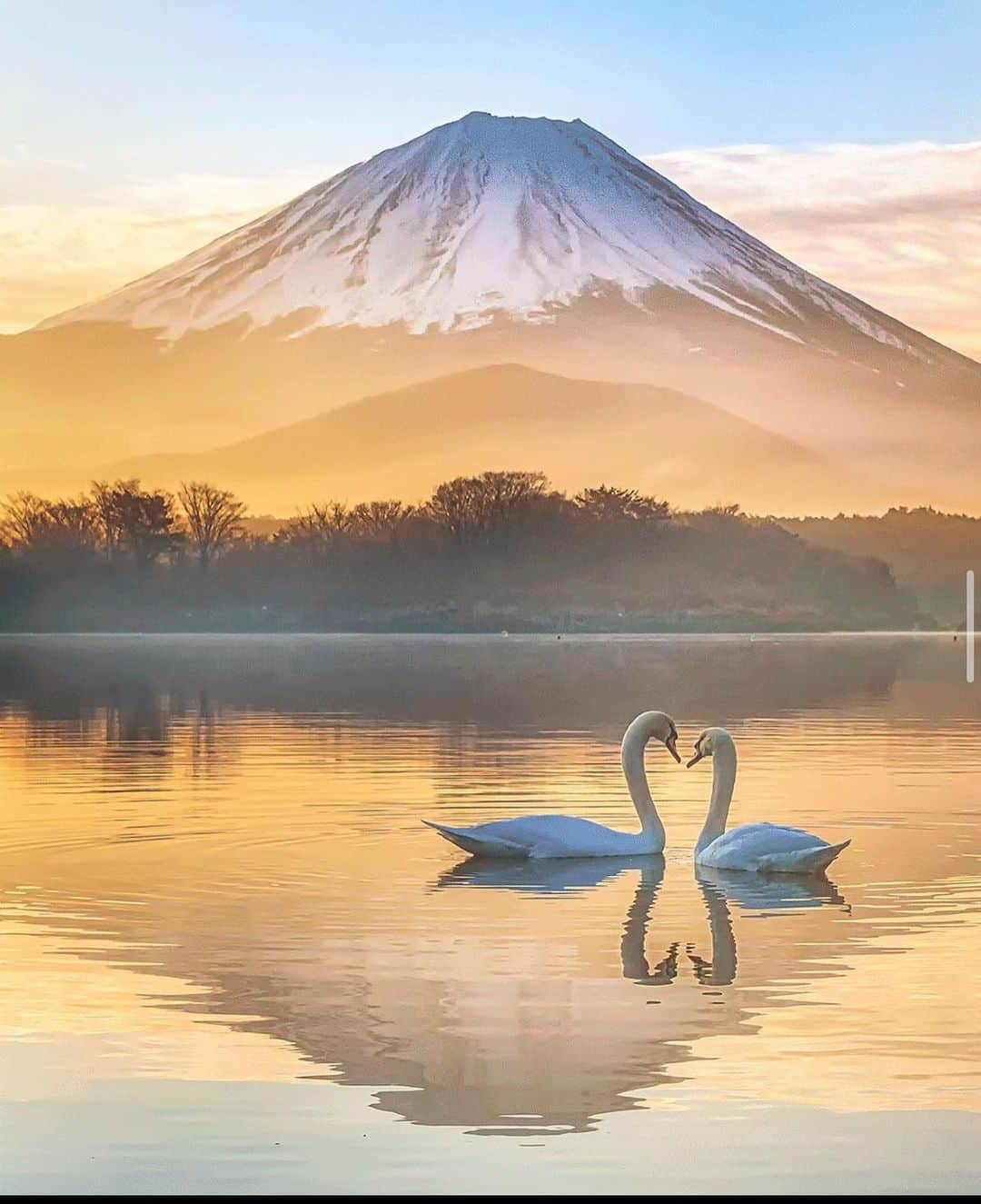 Canon Photographyさんのインスタグラム写真 - (Canon PhotographyInstagram)「Peaceful moments in Japan  Photography // @sorajiro_photo  Curated by @henry.nathan  #swans #birds #mountfuji #japan #sun」11月18日 9時59分 - cpcollectives