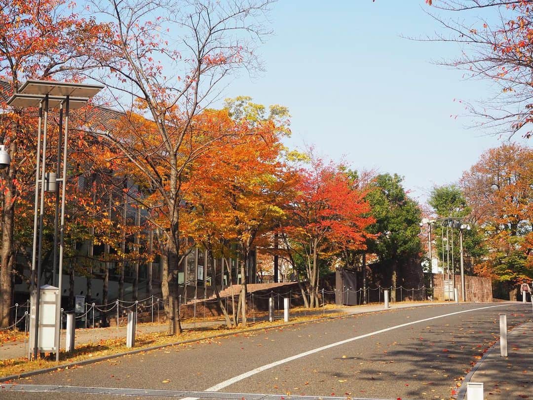 多胡安那のインスタグラム：「赤坂サカスは絶賛紅葉中。 落葉もはじまっています。 なんだか、ヨーロッパ風な雰囲気になっています。 #気象予報士 #紅葉シーズン #赤坂サカス #こんなに紅葉しているのに暖かい #朝8時台で15℃以上ある #小春日和」
