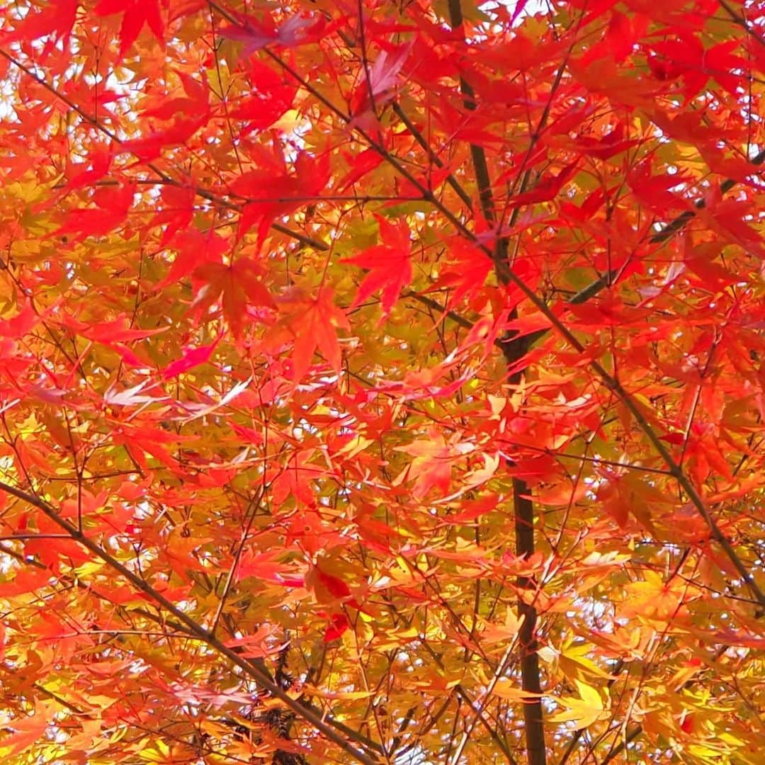 加藤ツバキさんのインスタグラム写真 - (加藤ツバキInstagram)「母と紅葉の京都へ🍁 今年は燃えるような赤が綺麗に出ているそうで😊 昼は嵐山、鞍馬をぐーるぐる。鞍馬寺でパワーを頂いてきました👍️夜は高台寺のライトアップから八坂の塔までぶーらぶら。 山本まんぼさんの鉄板だし巻きがおかわりしたいくらいおいしかった！というか、全部おいしかった！ 嵐山のスノーピークでは嵐山限定Tシャツと手ぬぐいゲット✨良い旅でした☺️ #京都 #kyoto #秋 #紅葉 #嵐山 #snowpeak #嵐山限定 #高台寺 #ライトアップ #八坂の塔 #山本まんぼ」11月18日 9時56分 - katotsuba_desu