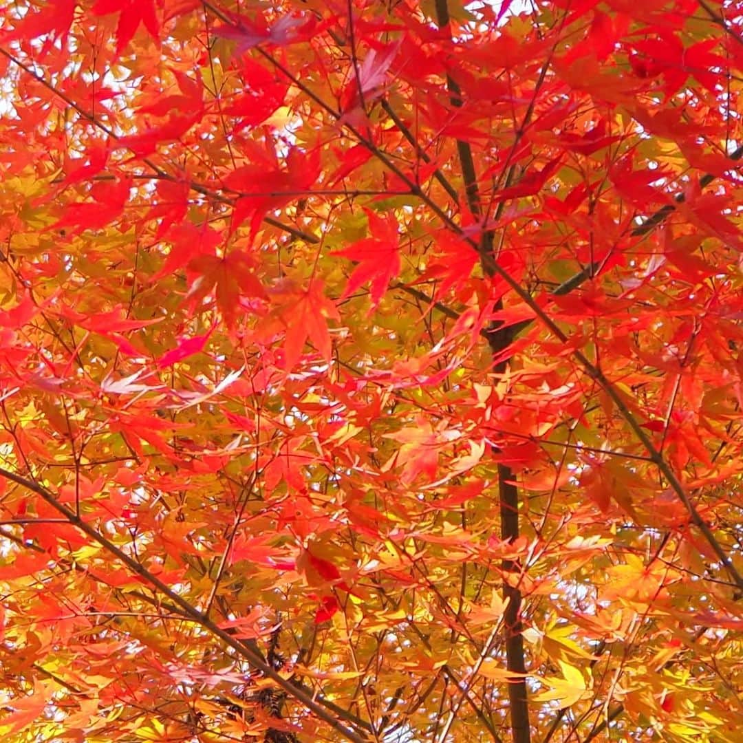 のインスタグラム：「母と紅葉の京都へ🍁 今年は燃えるような赤が綺麗に出ているそうで😊 昼は嵐山、鞍馬をぐーるぐる。鞍馬寺でパワーを頂いてきました👍️夜は高台寺のライトアップから八坂の塔までぶーらぶら。 山本まんぼさんの鉄板だし巻きがおかわりしたいくらいおいしかった！というか、全部おいしかった！ 嵐山のスノーピークでは嵐山限定Tシャツと手ぬぐいゲット✨良い旅でした☺️ #京都 #kyoto #秋 #紅葉 #嵐山 #snowpeak #嵐山限定 #高台寺 #ライトアップ #八坂の塔 #山本まんぼ」