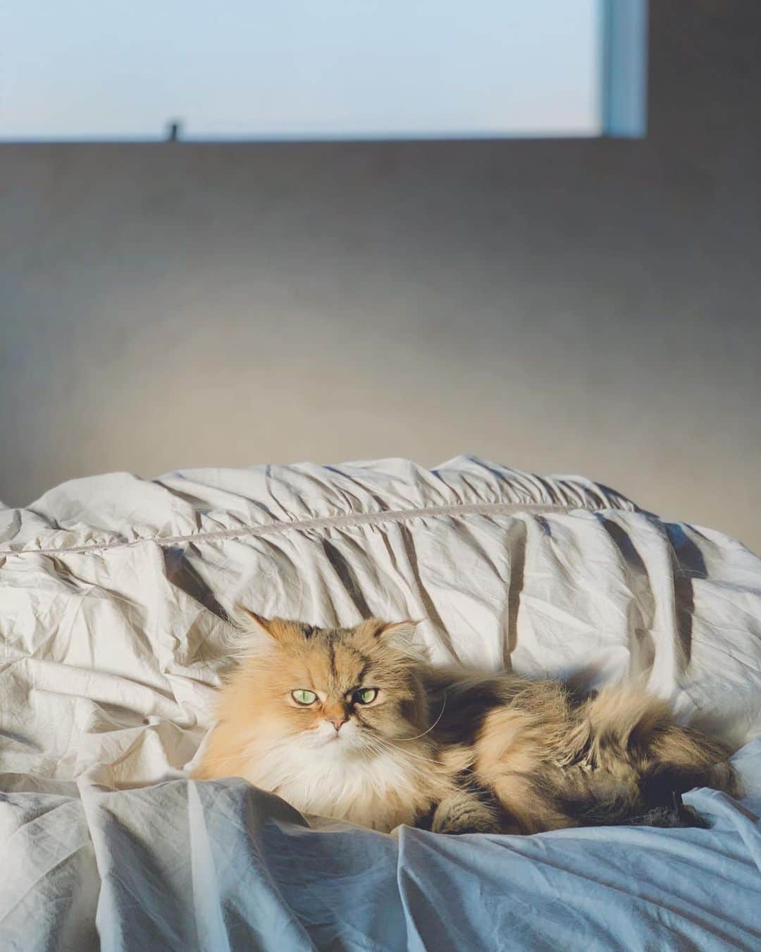 にこさんのインスタグラム写真 - (にこInstagram)「morning sunshine  朝日がドラマティック  #cat #zzz #goodmorning #morningsun #陽射し」11月18日 10時17分 - nikon.neko.official