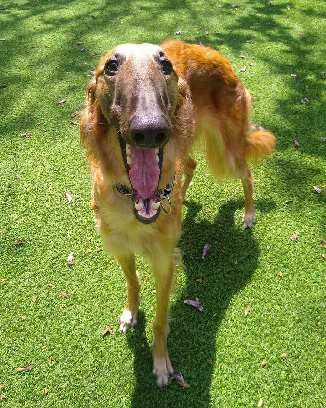 BarkBoxさんのインスタグラム写真 - (BarkBoxInstagram)「Literally just a @tupeytheborzoi obsession post don’t mind meeeee」11月18日 10時36分 - barkbox