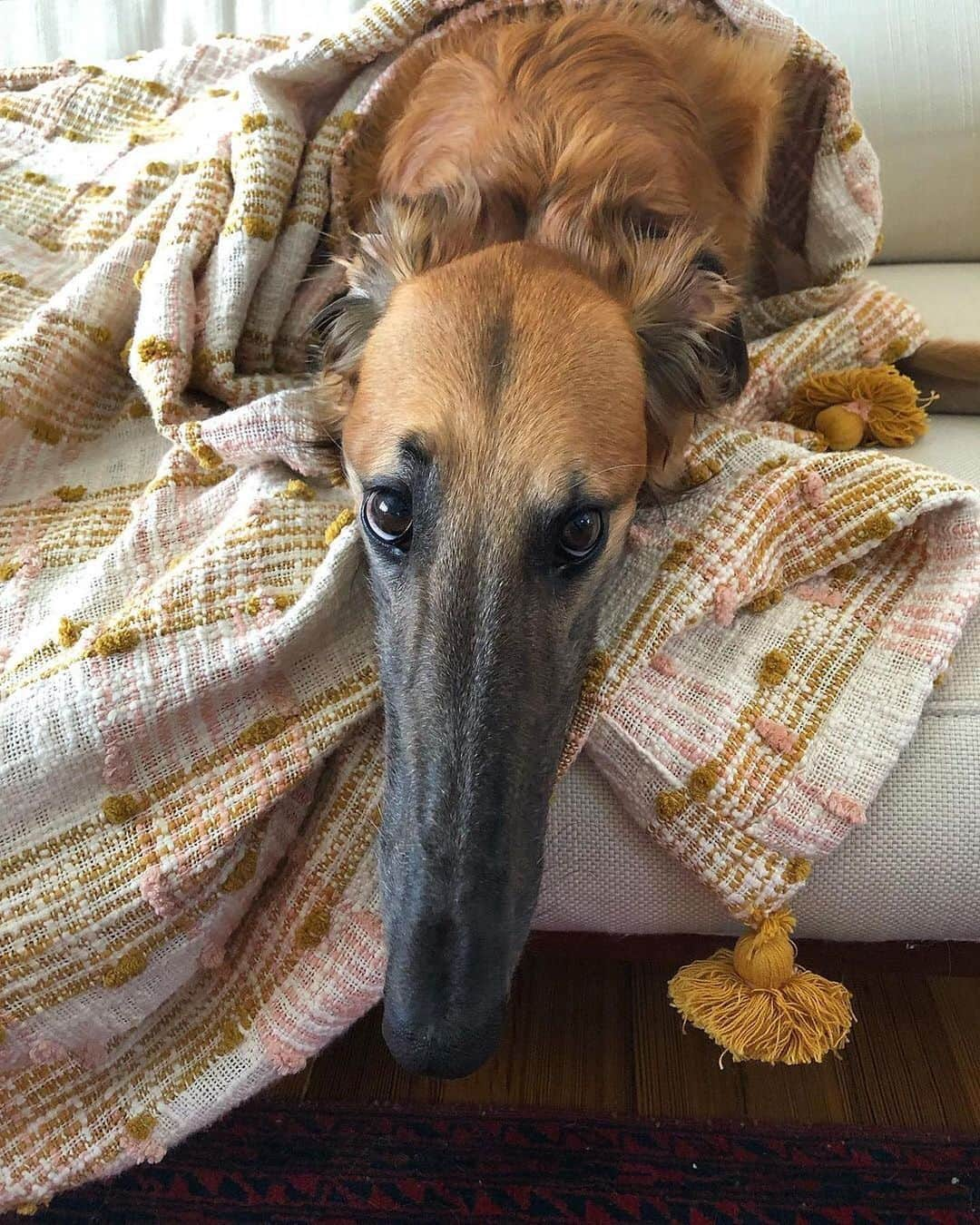 BarkBoxさんのインスタグラム写真 - (BarkBoxInstagram)「Literally just a @tupeytheborzoi obsession post don’t mind meeeee」11月18日 10時36分 - barkbox