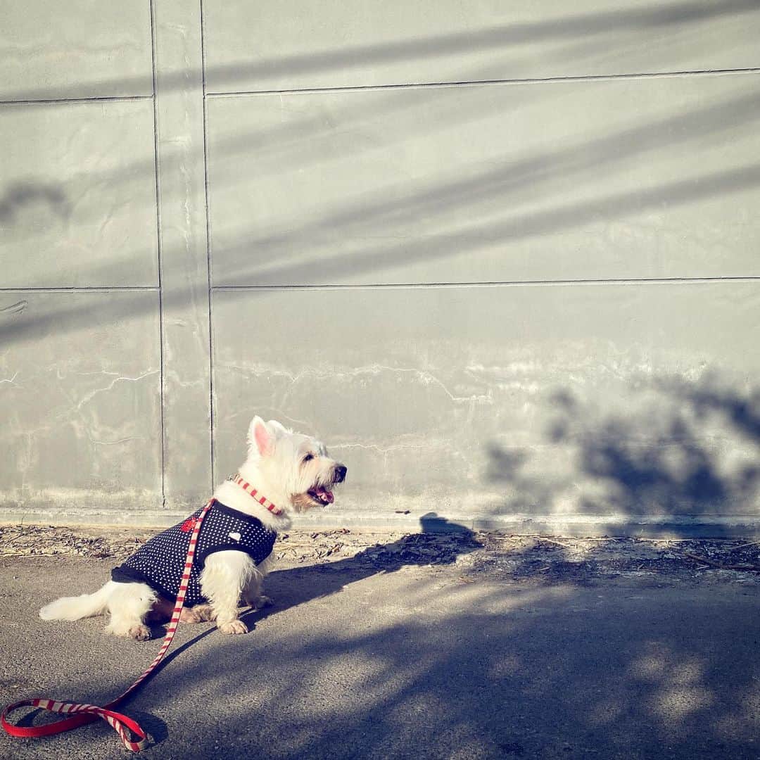 Hoykong&Plamuekのインスタグラム：「Good morning!  #plamuek_westies」
