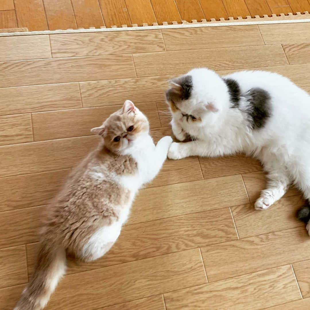 こちょねこ父さんさんのインスタグラム写真 - (こちょねこ父さんInstagram)「見つめ合う2人💕👀 ・ #いつからの仲なん  #ミルちゃん #パンちゃん ・ #cat#cats#cute#catlover#catstagram#catsofinstagram#exotic#exoticcat#exotickitten#exoticshorthair#exoticshorthairkitten#ねこ#ねこ部#猫#エキゾチック#エキゾチックショートヘア#エキゾチックショートヘアー #子猫#仔猫#子にゃんこ#にゃんこ#ニャンコ#エキゾ」11月18日 11時04分 - gongon419