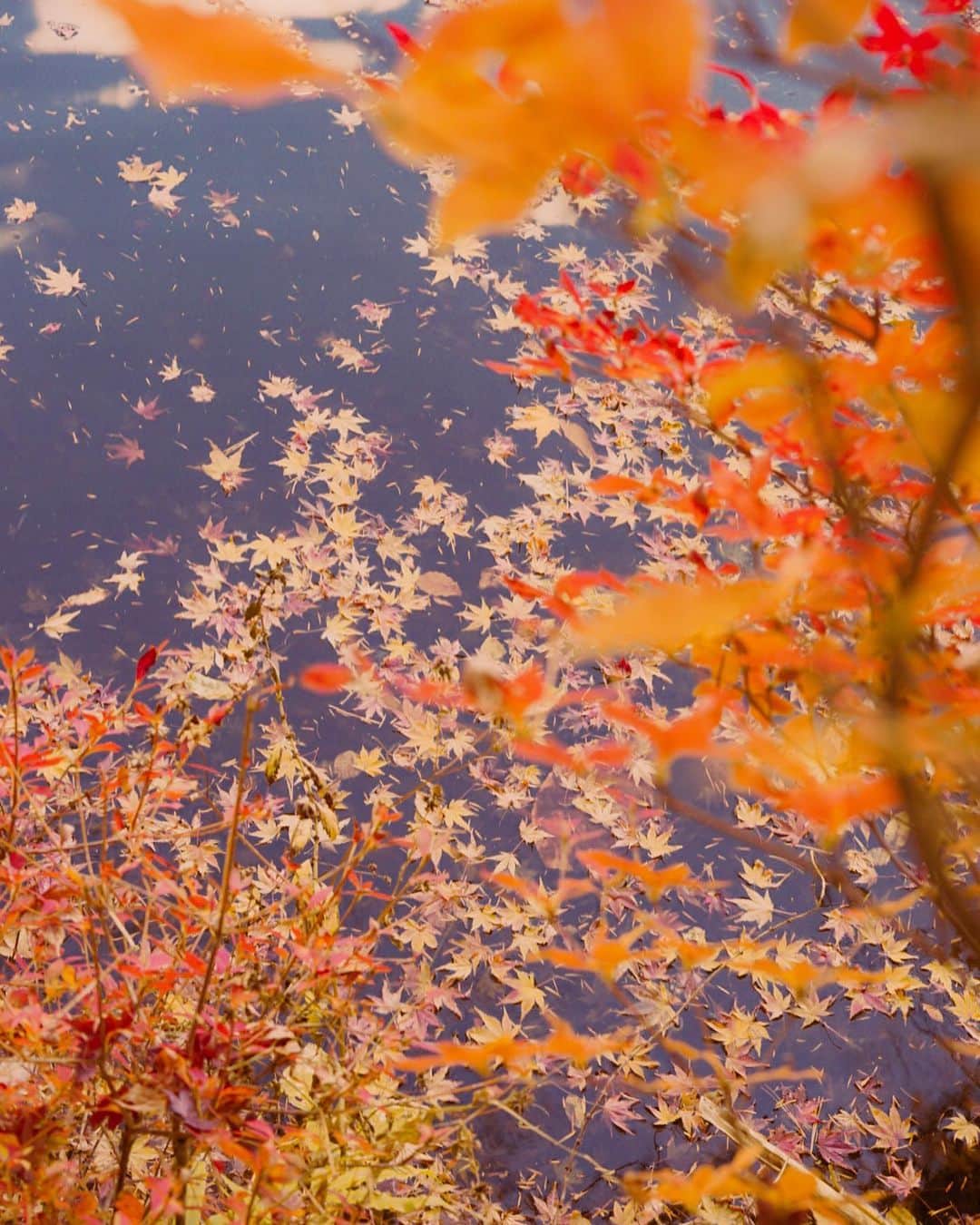 DJ Cellyさんのインスタグラム写真 - (DJ CellyInstagram)「毎年見に行っている雲場池の紅葉🍁  今年は少し時期外れてしまって、あんまりなかったけど、それでもキレイだった。 この日、軽井沢は3℃ 朝方には雪も降って寒かった〜☃️  #旅行　#軽井沢　#軽井沢旅行　#紅葉　#雲場池　#パワースポット  #秋 #紅葉巡り #紅葉狩り #小旅行 #karuizawa #Autumn #autumnleaves #autumnfashion #autumncolors #trip #japan #japan_daytime_viewd #kumobaike #karuizawajapan #karuizawatrip #tabijyo_japan」11月18日 11時34分 - celly_cecilia