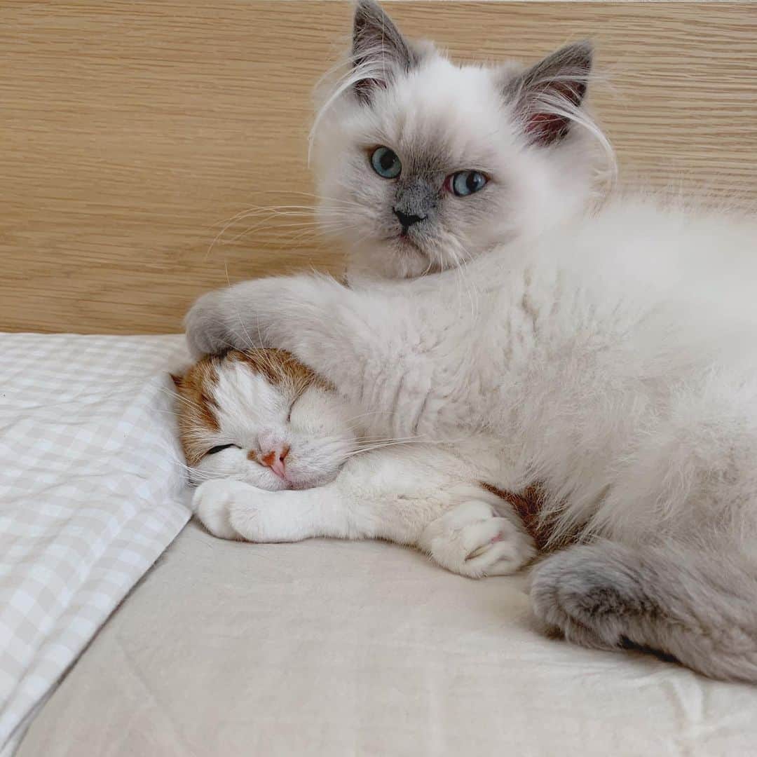 のんたのインスタグラム：「セラピストぽるた  ①にーたんいいこいいこ ②早く元気になりますように ③いっしょに寝てもいいですか？ ④寝ますね！ ⑤⑥にーたんだいすき ⑦⑧⑨⑩Twitterの記録 いま現在の気持ちを書いています インスタとTwitterの使い分けがうまくできず どちらにも同じように記録していきたい気持ちがあるものの なかなかうまくできません。 今後どのようにしていくかまだ答えは出ていませんが 改めてここのインスタはのんちゃんの場所なんだなと思っています。 いまはあまり考えたくないこと、でも考えなくちゃいけないことが頭の中をぐるぐる回る中で日常があり、うまく回っていません。 例えば家事がしっかりできなかったりとか、ぼーっとしたりうっかりしたり、冬物をまだ出してなくて私もパパも夏のパジャマだったり いろんなこと、ほんとに些細なことがずっしりと重たく暗い気持ちになったりしています。 前向きにがんばると決めた以上、いいこと、よかったことをいっぱい探していこうと思います。  ⭐︎今日のよかったこと ・のんちゃんが以前あまり食べなかった療法食をいっぱい食べた(k/dウエット) ・点滴が今まででいちばんうまくできた ・点滴中、別室に隔離しているぼーぱんぽるがガラス越しに並んで応援してくれた」