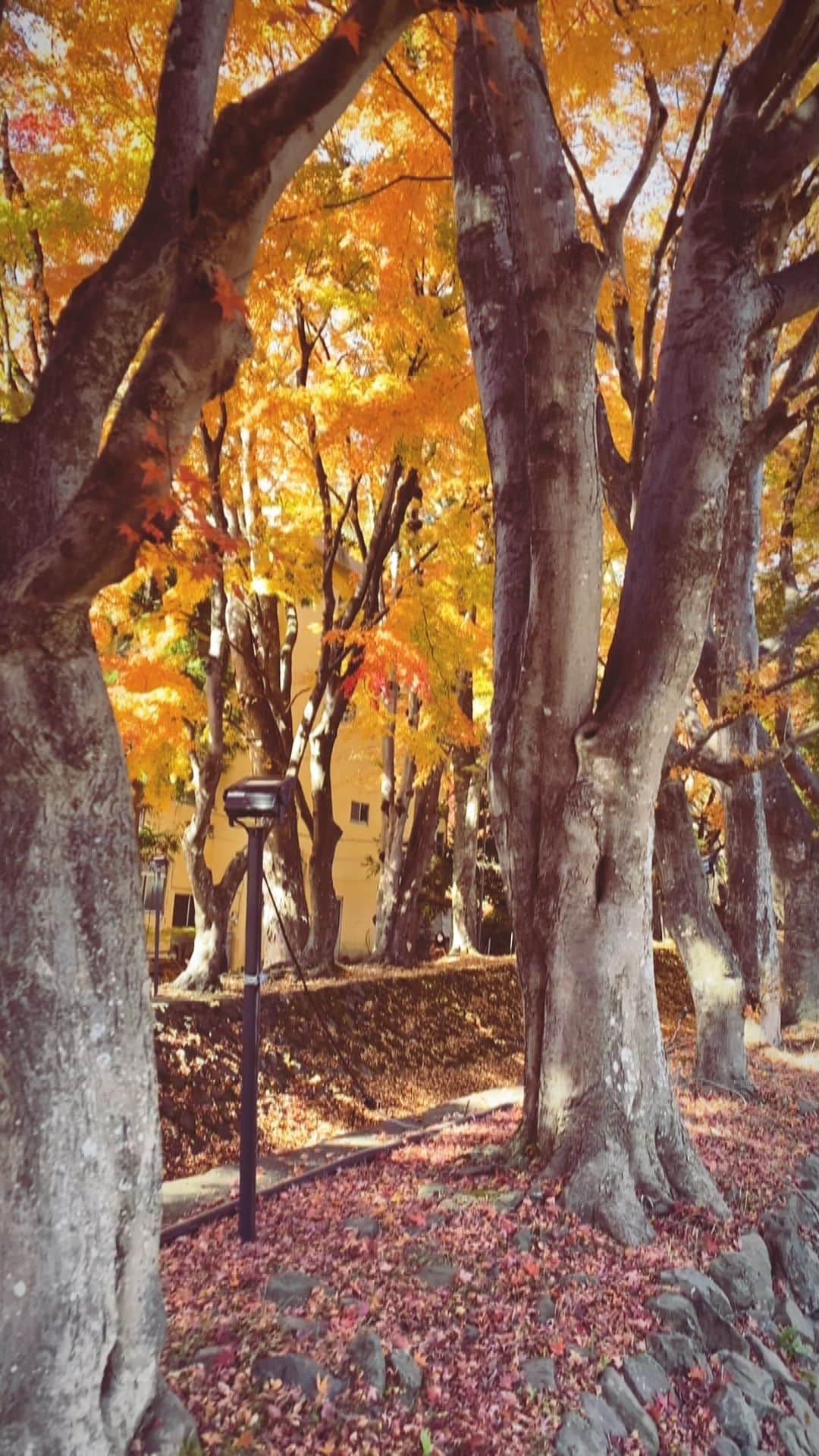 岩間恵のインスタグラム：「もみじ狩り🍁with @tomonaga_shinya」