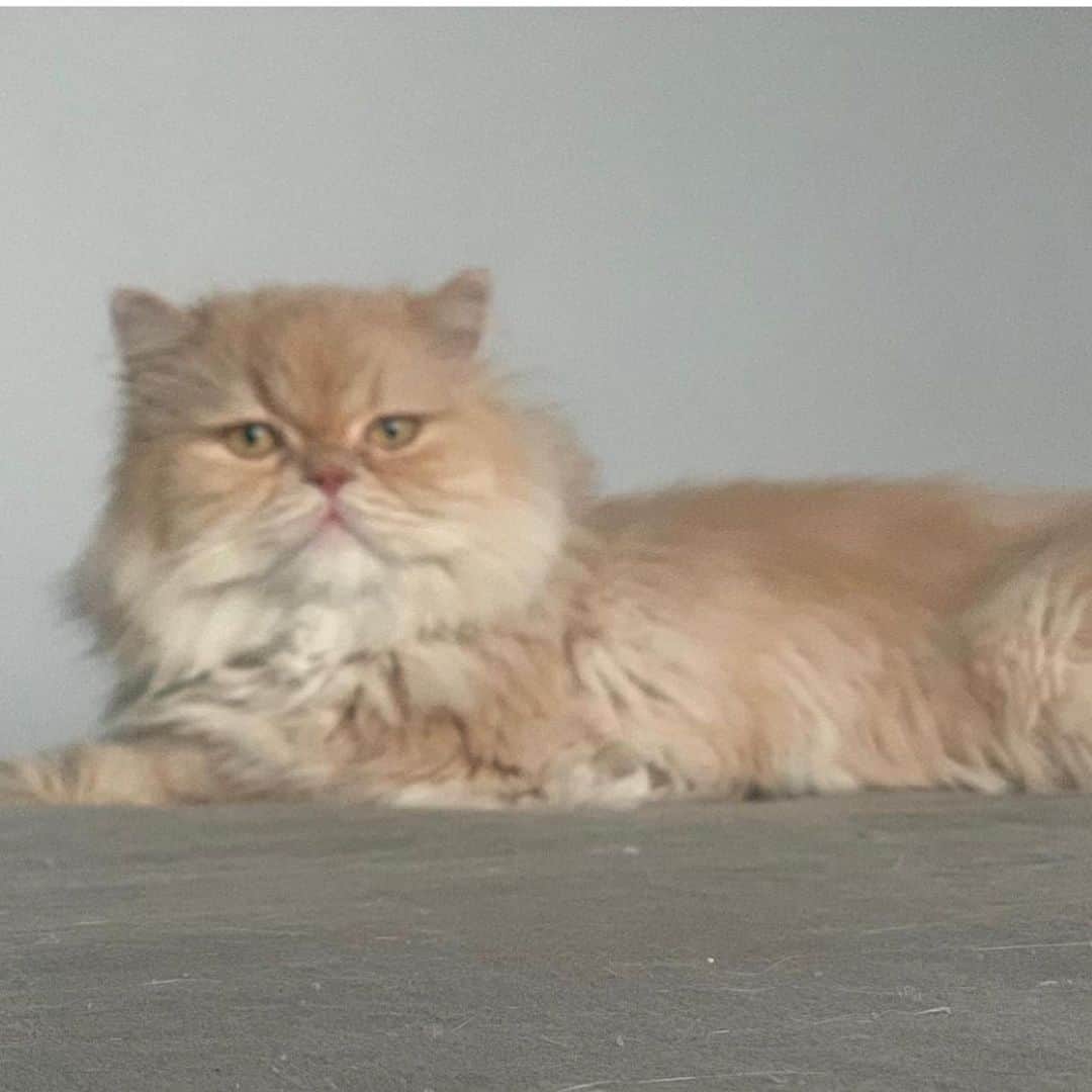アム・パチャラパーさんのインスタグラム写真 - (アム・パチャラパーInstagram)「#repost @giggs_manu ・・・ แมวหาย ประกาศตามหาน้องแมว  น้องหายออกจากบ้าน คืนวันอาทิตย์ที่ 15 พ.ย. 63  พิกัด หมู่บ้าน The connect พัฒนาการ 38  สวนหลวง กทม   ชื่อ กระรอก   ลักษณะ - เป็นแมวพันธ์ุเปอร์เซีย  อายุประมาณ 3 ปี - ขนสีน้ำตาลทอง (เพิ่งตัดขน)  - เรียกชื่อน้องจะร้องตอบ   ใครพบเห็นแจ้งได้ที่ 089-672-2588 / 091-887-4150  หรือ DM มาได้เลยนะคะ   มีรางวัลนำส่งให้ค่ะ รบกวนช่วยแชร์ด้วยนะคะ เป็นห่วงน้องมากกก  😭😭😭😭😭😭」11月18日 21時19分 - aum_patchrapa