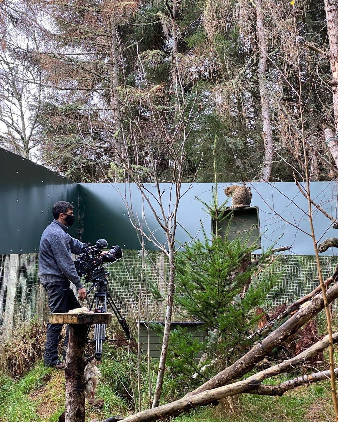 Jackson Harriesさんのインスタグラム写真 - (Jackson HarriesInstagram)「I had an amazing time filming at the @aigas_field_centre up in the Scottish Highlands for a short documentary on rewilding for @cbbc. I had a chance to see some incredible threatened species like red squirrels, pine marten and wild cats. My first time ever presenting for TV! Was a little bit nervous but it was such a joy to work with an experienced BBC crew. Thanks to @lensofazoologist and @day_tayvies for all your help. The doc will air in Spring of 2021. 🏔🏴󠁧󠁢󠁳󠁣󠁴󠁿」11月18日 21時22分 - jackharries