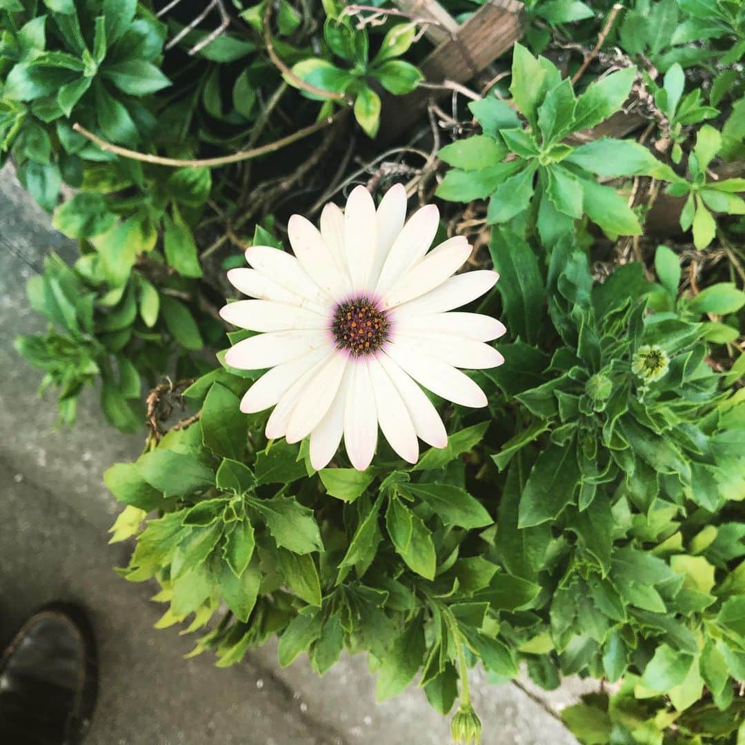 小向なるのインスタグラム：「一輪だけ、咲いてた」