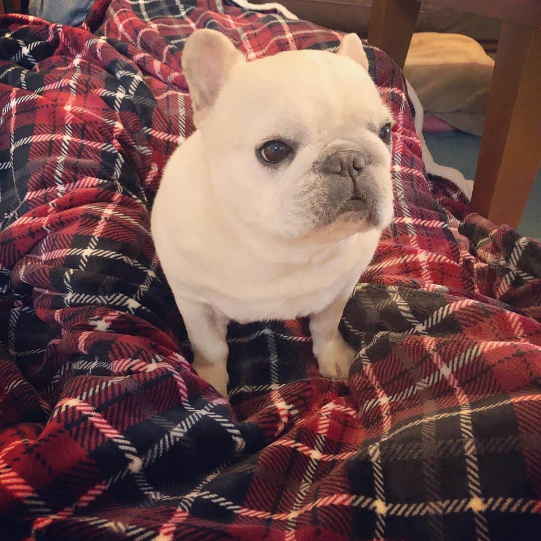タニム（マーブル母）のインスタグラム：「* 今日は8回目のうちの子記念日✨ これからもずっと一緒だよ❤️ * #ムチコロまーちゃん #うちの子記念日 #私のアモーレ🐷❤️」