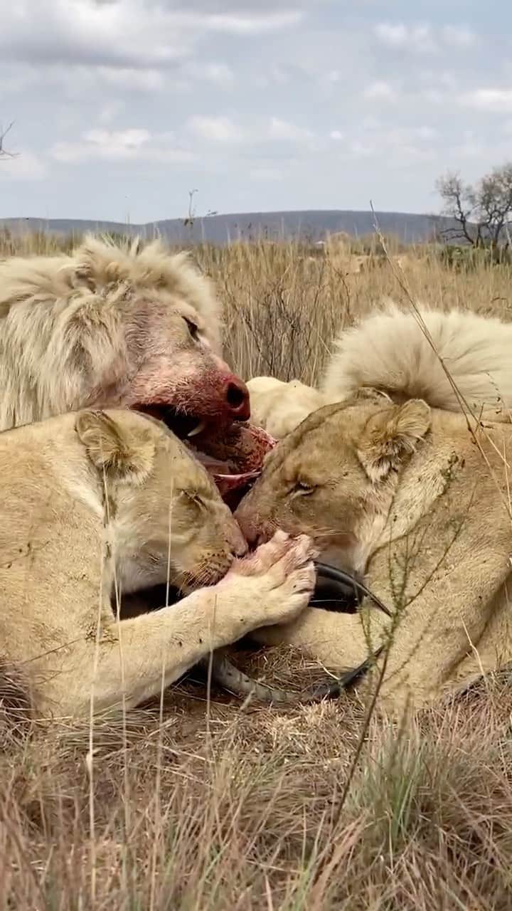 のインスタグラム：「A few weeks back I posted a couple of photos from this scene and many of you asked if I’d taken any video and if I’d post it. Here it is. 6 lions cooperatively feeding on an impala carcass. Listen to the sounds and take them in. It’s not often you get this close to lions eating like this. The canines have served their purpose and now it’s up to the incisors and the carnassial teeth to do their jobs.」