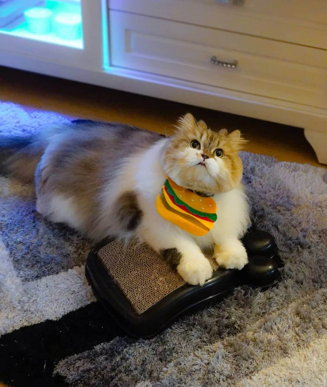 Kenshin & Chloeyのインスタグラム：「(swipe) Playtime 😊♥️#chonkycats#fluffyfurbaby」