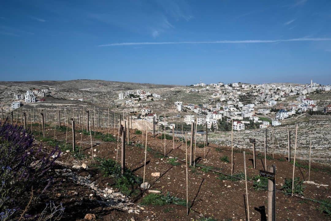 ルモンドさんのインスタグラム写真 - (ルモンドInstagram)「La cave de la société de vins casher Psagot se tapit au fond de la zone industrielle de Shaar Binyamin, une colonie israélienne en Cisjordanie occupée, coincée entre Jérusalem et Ramallah. En 2019 la cuvée de rouge Pompeo, une série limitée, avait été créée, pour exprimer « la gratitude » du producteur de vins au secrétaire d’Etat américain, Mike Pompeo. Le gérant de la cave, Yaakov Berg, venait de perdre devant la Cour de justice de l’Union européenne : ses vins, produits dans des colonies illégales aux yeux du droit international, ne peuvent être labellisés comme de simples produits israéliens sur le Vieux Continent. L’administration Trump avait alors rétorqué, par la voix de M. Pompeo : « L’établissement de colonies de civils israéliens en Cisjordanie n’est pas en soi contraire au droit international. »⁣ Depuis quelques jours, il se murmure que le chef de la diplomatie américaine ira goûter le vin baptisé en son nom lors de son étape de trois jours en Israël, du 18 au 20 novembre. Un énième coup de poignard à la tradition diplomatique américaine : ce serait la première fois qu’un secrétaire d’Etat se rendrait dans une colonie. A Psagot, la colonie qui surplombe Shaar Binyamin et a donné son nom au domaine vinicole, on reconnaît que l’administration Trump a accéléré le mouvement. Les colons font désormais partie du paysage. Mike Pompeo « a inscrit dans le discours international le fait que le peuple juif a un droit légitime sur cette région », affirme Miri Maoz Ovadia, la porte-parole du conseil régional de Binyamin.⁣ -⁣ 1 : Yael Zevi, entrepreneuse, et sa fille, dans les locaux de sa start-up dans la zone industrielle de Shaar Binyamin, le 17 novembre.⁣ 2-3-4 : Sur le vignoble de Psagot.⁣ 5-6 : Nathanael Giat, informaticien, à son bureau dans la zone industrielle de Shaar Binyamin. Sur son étagère, le portrait d'un rabbin célèbre.⁣ -⁣ Photos : Tanya Habjouqa (@habjouqa) / Noor #PourLeMonde⁣ -⁣ #Israel #Palestine」11月18日 21時53分 - lemondefr