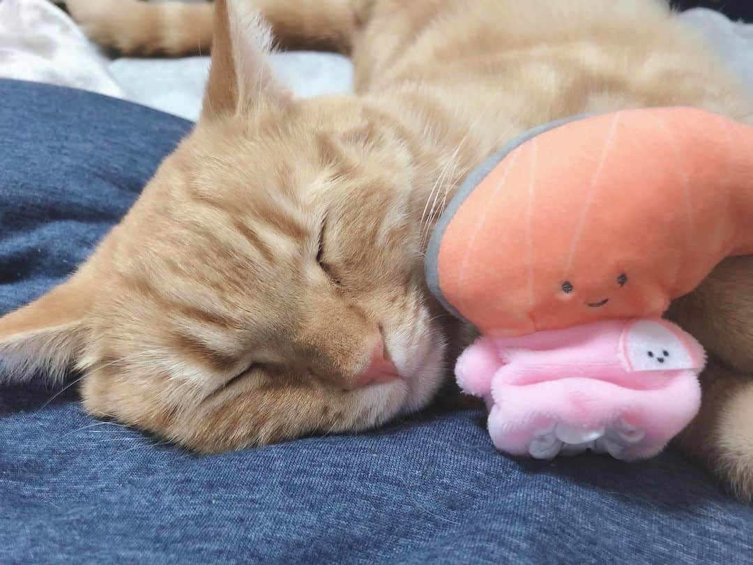 架乃ゆらさんのインスタグラム写真 - (架乃ゆらInstagram)「ねこの眠り顔ほど良いものはないな〜🐟」11月18日 21時54分 - kano__yura