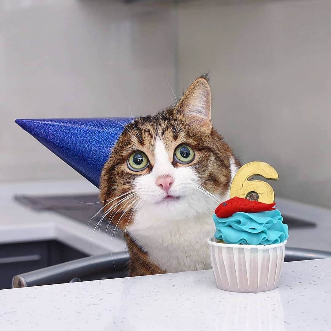 Aww Clubさんのインスタグラム写真 - (Aww ClubInstagram)「Rexie is turning 6 today 🍰, happy birthday @rexiecat  *Note: The cupcake is just a decoration. Cats must not be fed any human food, it’s very dangerous for their health.*  #meowed #happybirthday  #🍰 #rexiecat」11月18日 22時13分 - meowed