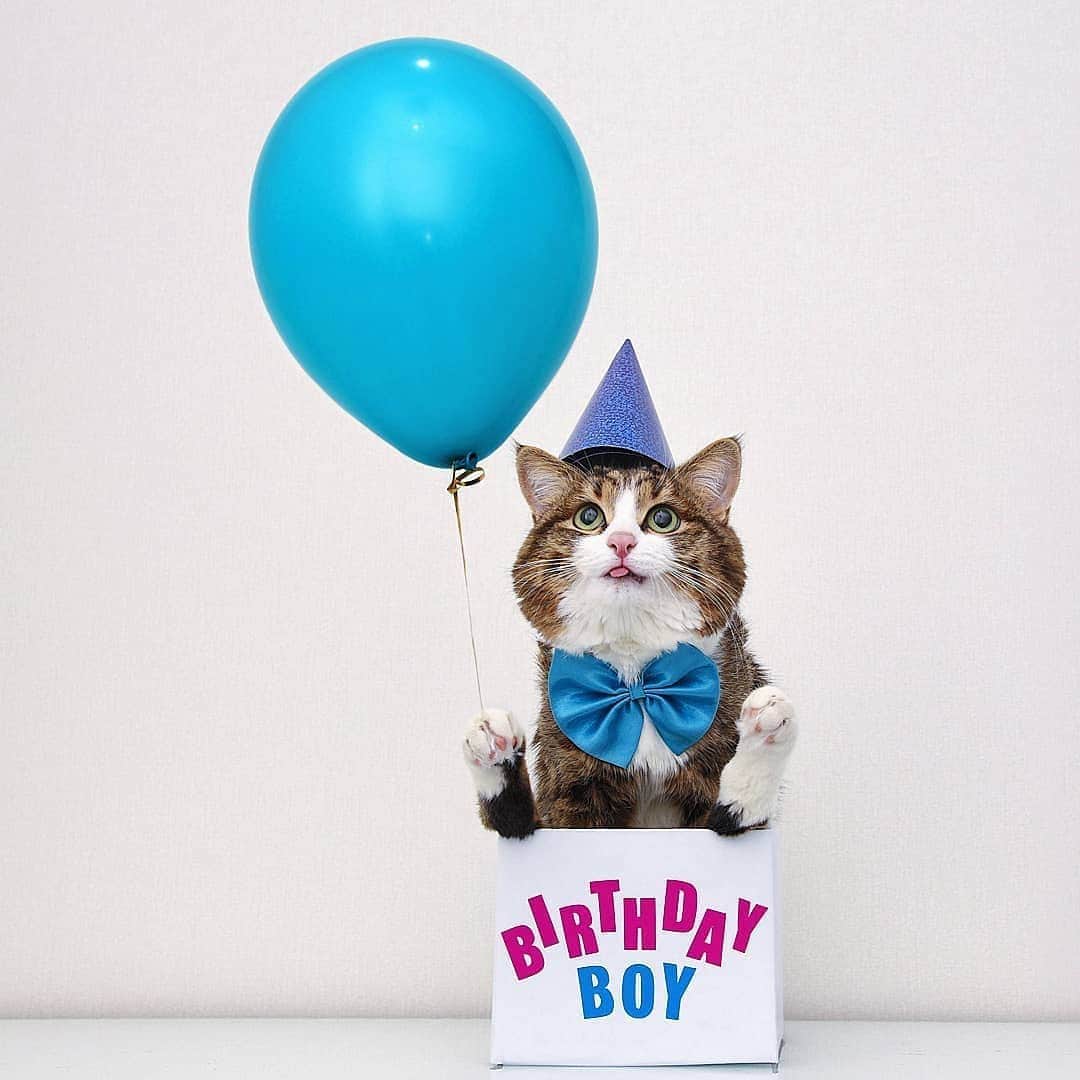 Aww Clubさんのインスタグラム写真 - (Aww ClubInstagram)「Rexie is turning 6 today 🍰, happy birthday @rexiecat  *Note: The cupcake is just a decoration. Cats must not be fed any human food, it’s very dangerous for their health.*  #meowed #happybirthday  #🍰 #rexiecat」11月18日 22時13分 - meowed