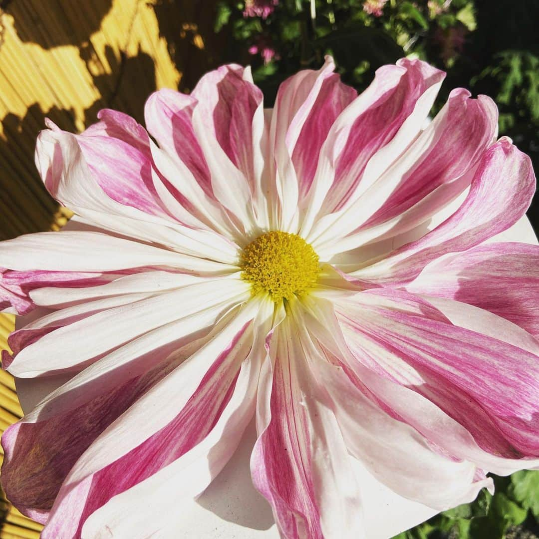 小林 ディスカスさんのインスタグラム写真 - (小林 ディスカスInstagram)「大輪の菊の花っ！！ キレイだなーっ。 この花を咲かせるのに、 どんなに大変な事か…。 日本って、 ホントに美しいモノが沢山ありますよね。 👱🏽‍♂️✨✨✨🙆🏼‍♂️  #tokyo #japan #beauty #fashion #lifestyle #flower #菊 #花鳥風月 #大宮八幡宮 #東京」11月18日 22時11分 - discus_kobayashi